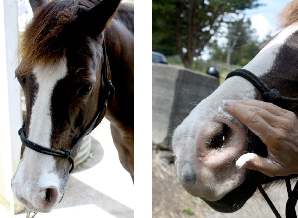 sunblock powder horses