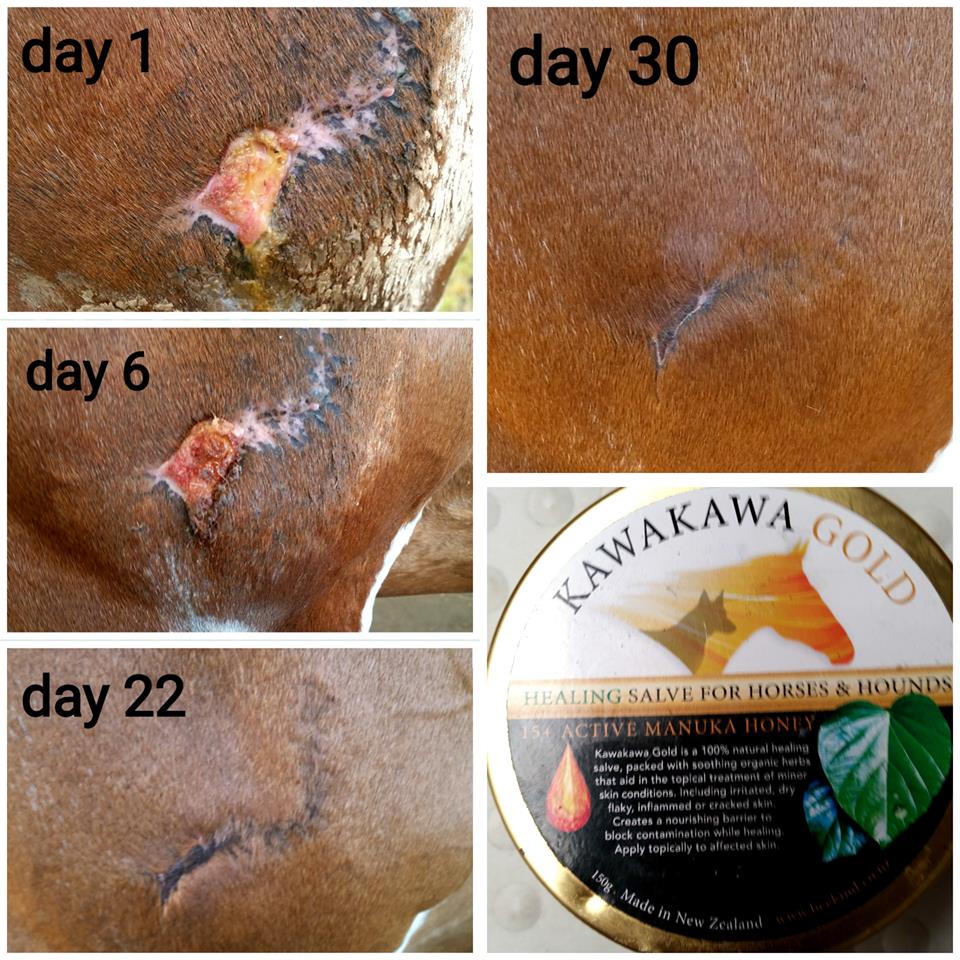 Kawakawa Gold Salve with Active 15+ Manuka Honey for Horses & Hounds